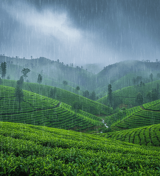 seasonal-highlights-monsoon