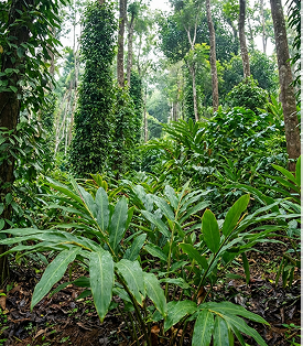 Plantation visits during peak spice activity